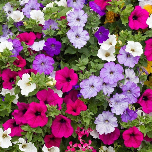 Petunia Multiflora Veined – Mixed, Annual Flower Seeds