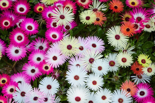 Livingston Daisy Ice – Colorful, Mixed Flower Seeds
