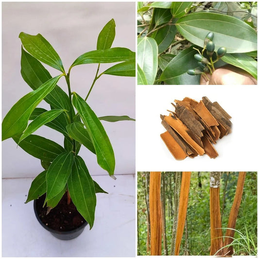 Malabar Cinnamon Seeds (Cinnamomum malabatrum) for Planting