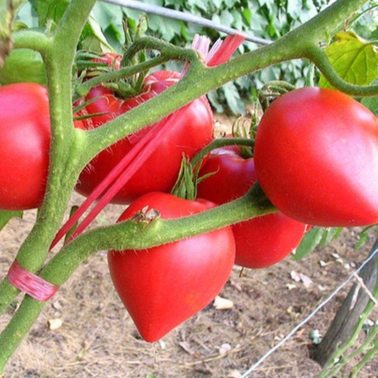 Anna Russian Tomato – Heirloom Vegetable Garden Seeds