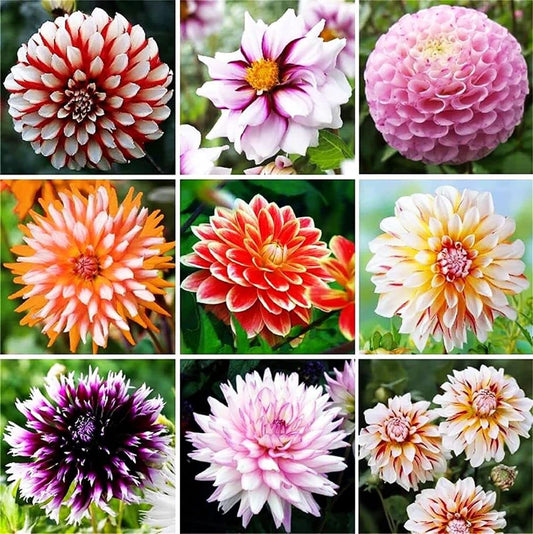 Mixed Colors Dinnerplate – Colorful, Mixed, Perennial Flower Seeds
