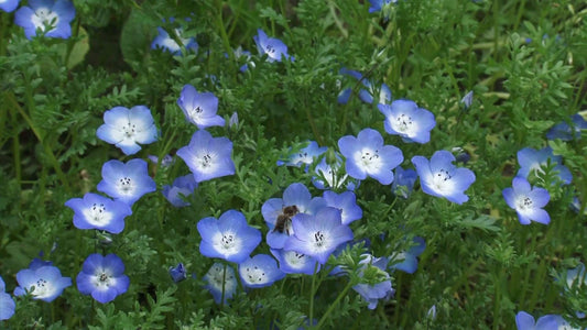 Powder Blue Japanese – Garden Flower Seeds