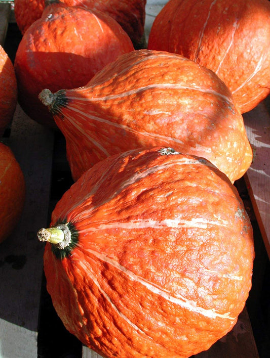 Golden Hubbard Winter Squash – Fast Growing Vegetable Seeds