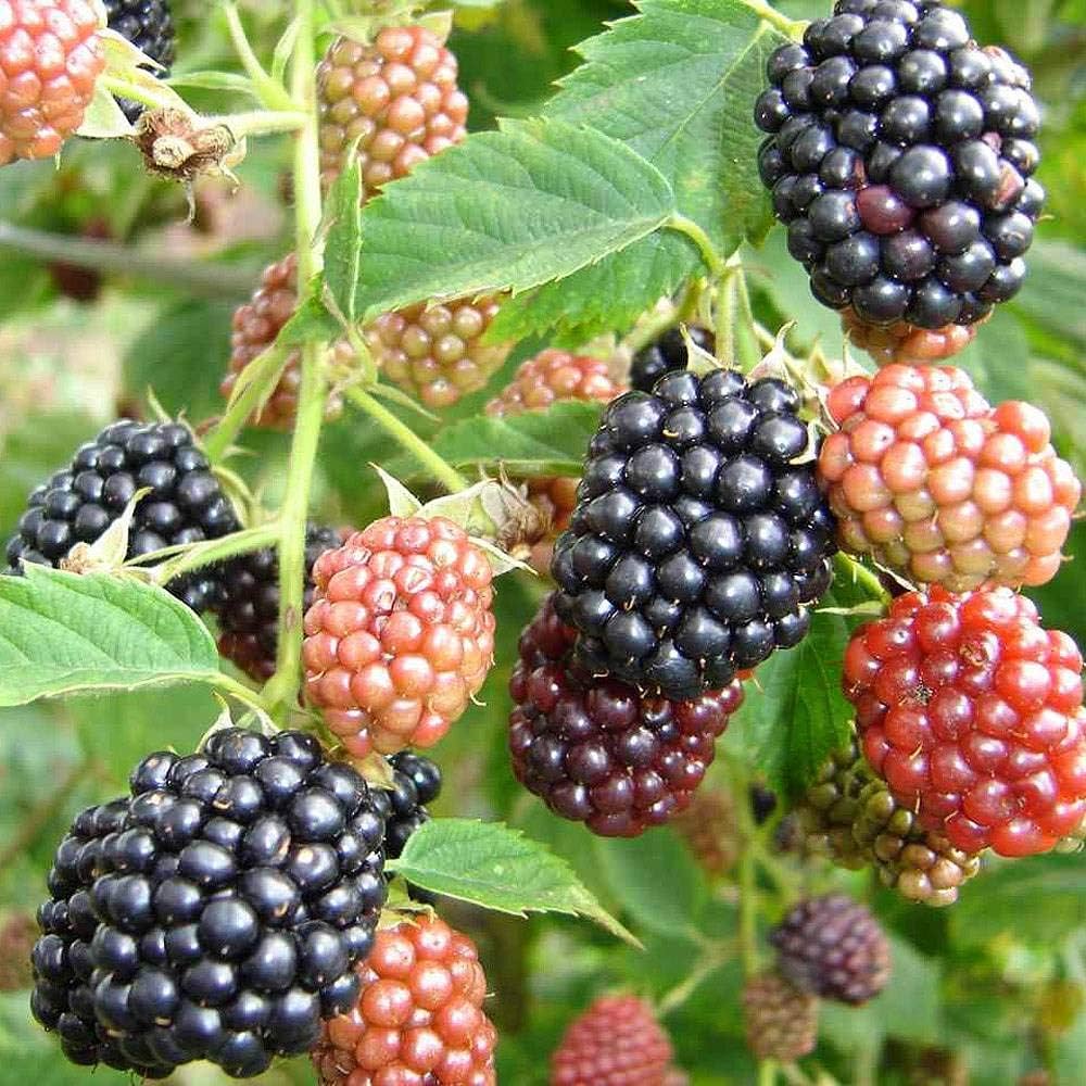 Pleated Blackberry Aquilegia – Perennial Fruit Seeds