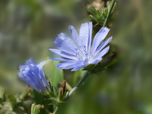 Chicory Cichorium Intybus – Garden Herb and Flower Seeds