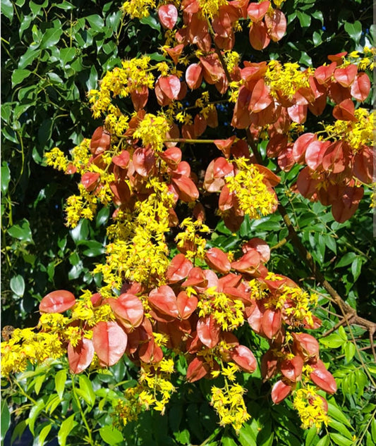 Goldenrain Tree Koelreuteria Bipinnata – Flowering Tree Seeds