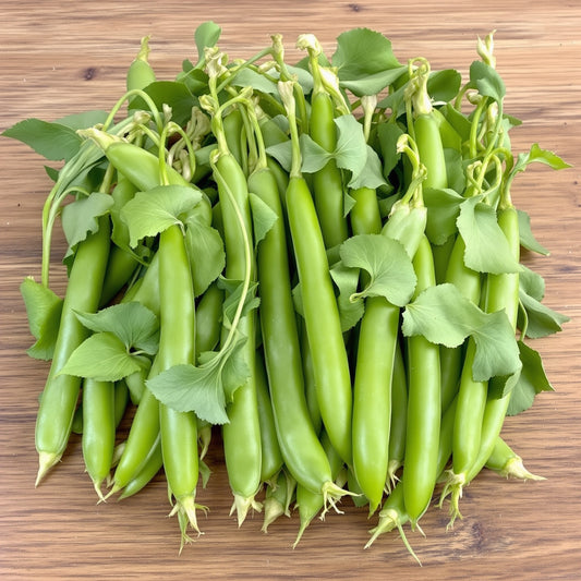 Lincoln Pea Seeds – Garden Vegetable Seeds