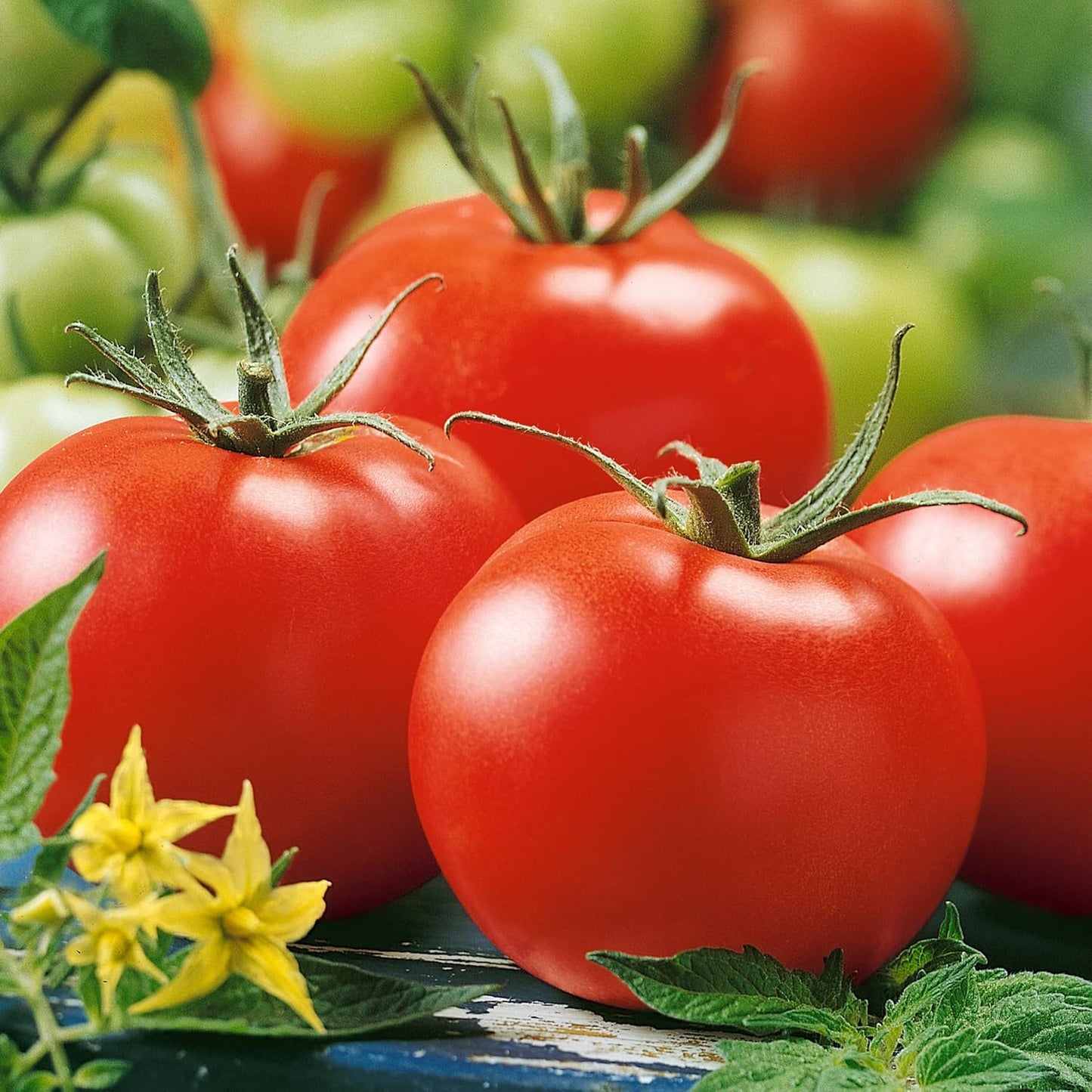 Conqueror of Hearts Tomato – Heirloom Vegetable Garden Seeds