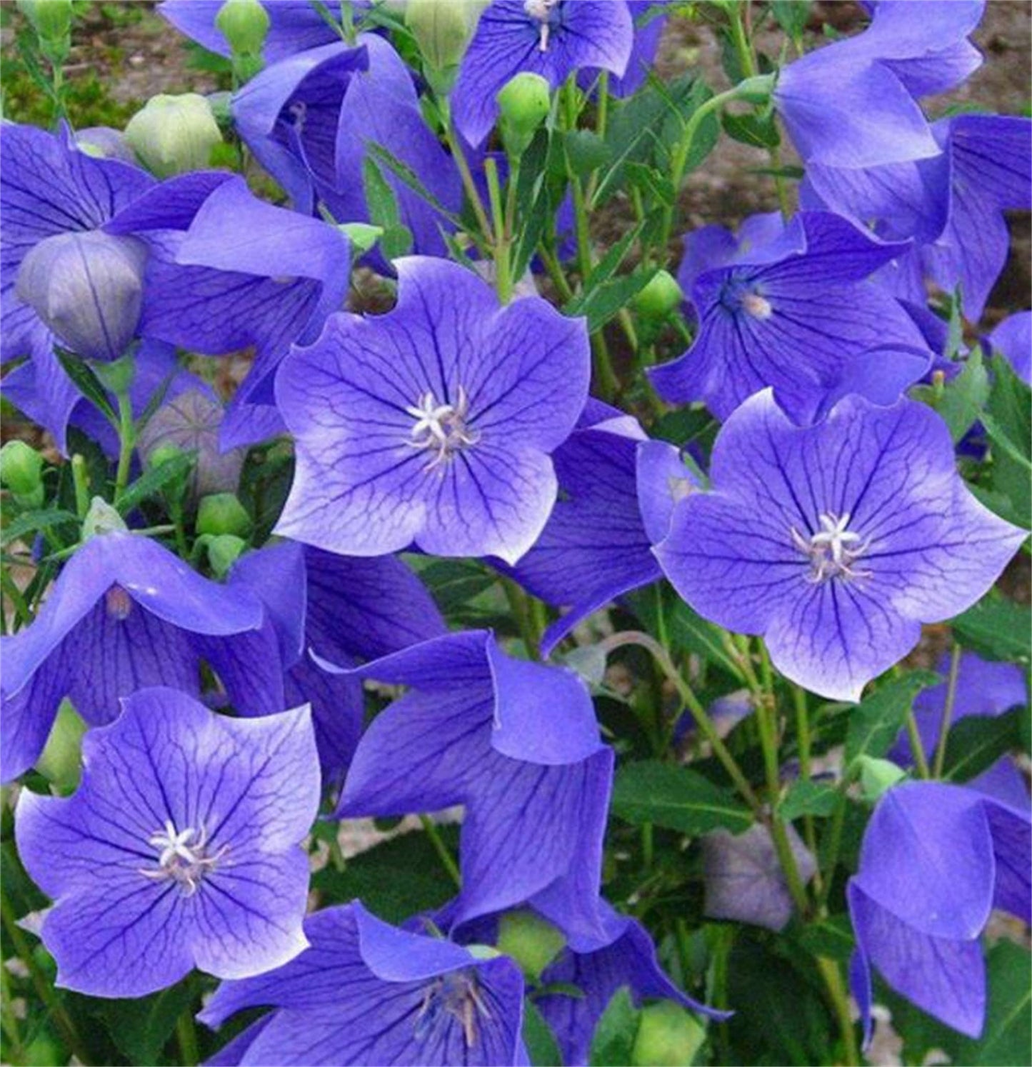 Balloon Flower Platycodon Grandiflorus – Blue Garden Flower Seeds