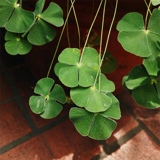 Four Leaf Clover (Oxalis deppei) Seeds for Planting – Heirloom, Non-GMO, Easy to Grow, Indoor/Outdoor Ground Cover