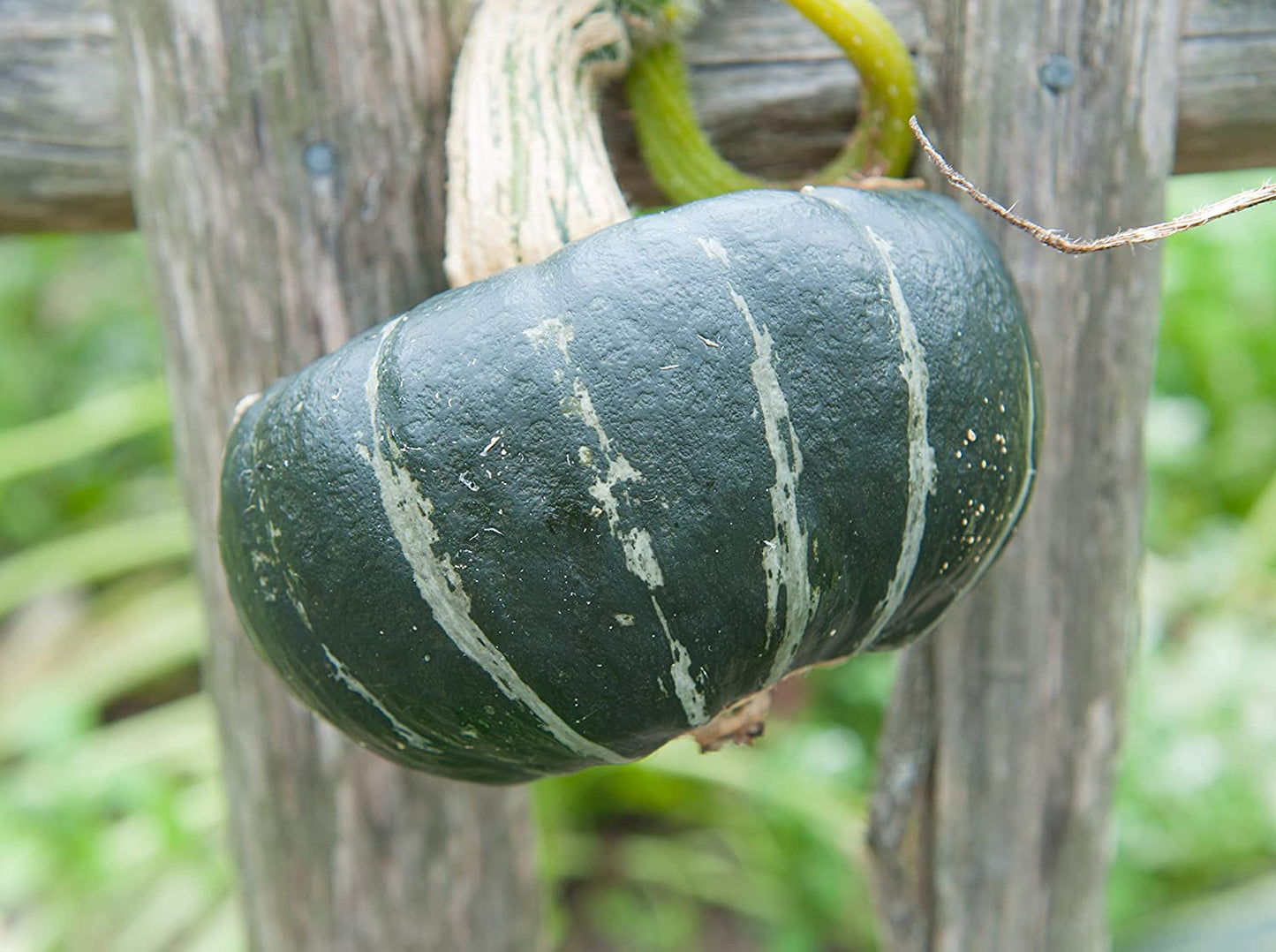 Buttercup Squash Seeds – Garden Vegetable Seeds