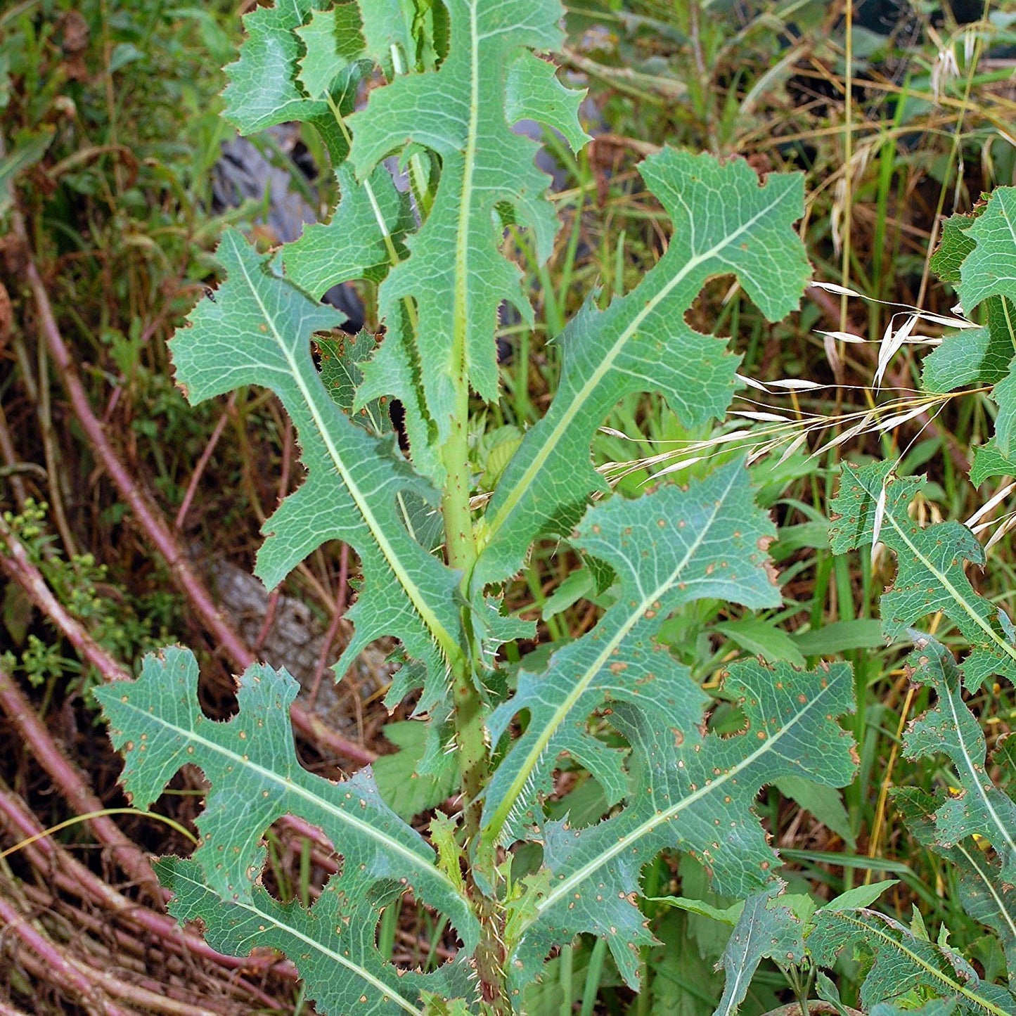Wild and Prickly Lettuce – Edible Herb Garden Seeds