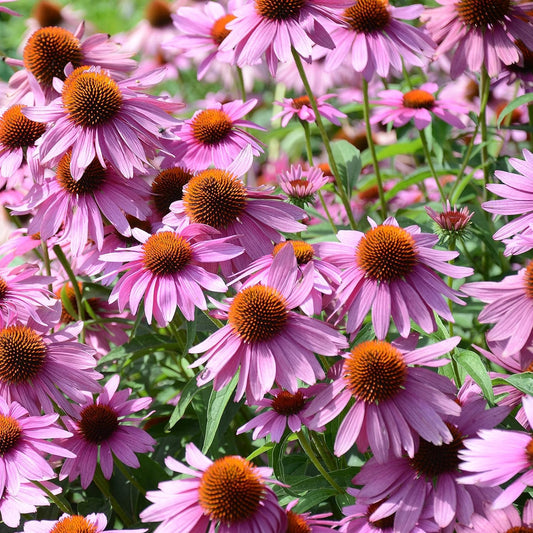 Coneflower Echinacea Purpurea – Purple Garden Flower Seeds