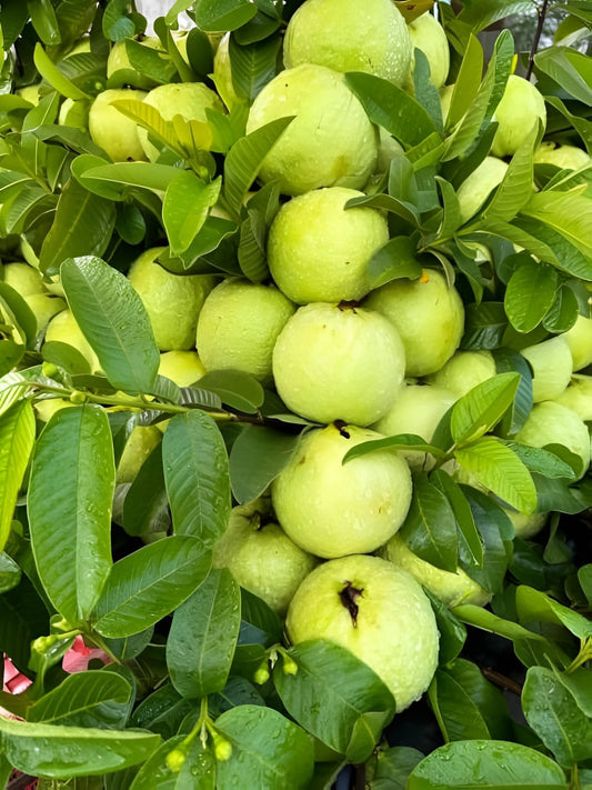 Guava Fruit Bonsai Tree – Hardy Fruit Tree Seeds