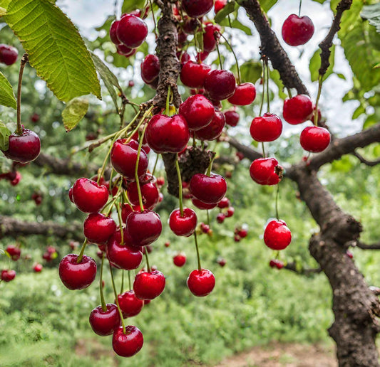 Sweet Cherry (Prunus avium) Seeds for Planting – Heirloom, Non-GMO, Red Fruit Variety, Easy to Grow, Perennial