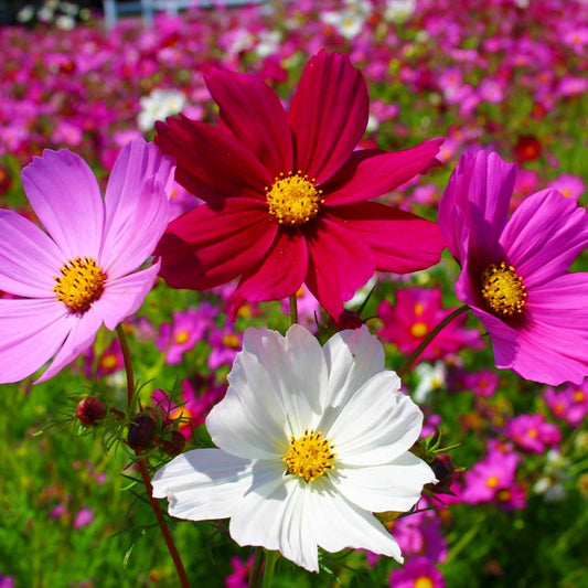 Cosmos Ladybird Mixture – Mixed Flower Seeds