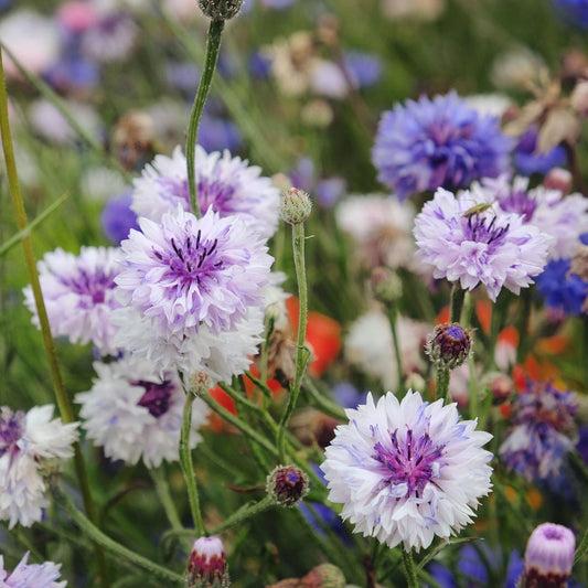 Mixed Bachelor Button Cornflower – Tall Garden Flower Seeds