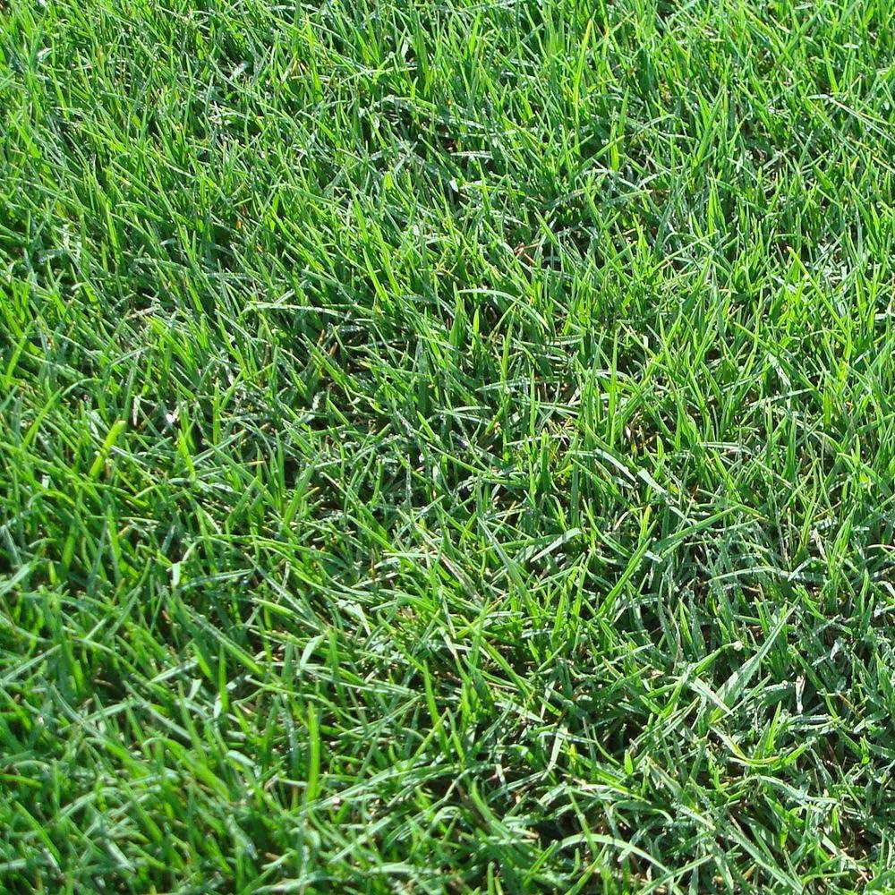 Cynodon Dactylon Grass Seeds - Bermuda Grass - Devil’s Grass - Couch Grass | Fast-Growing Lawn & Ground Cover
