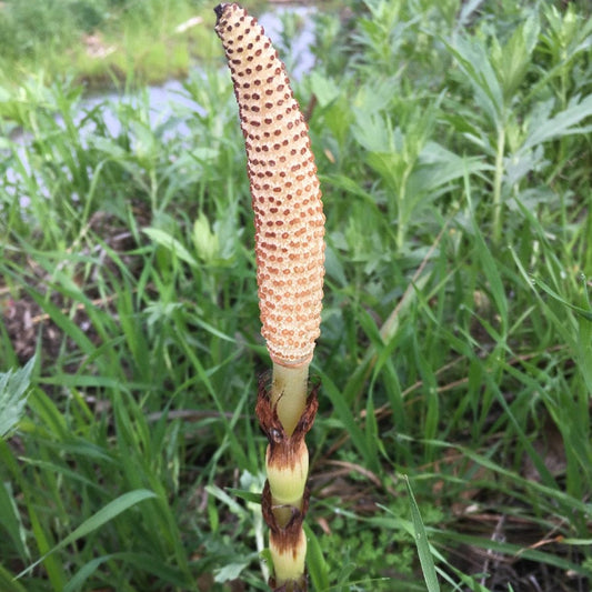 Equisetum telmateia – Giant Horsetail Plant for Landscaping