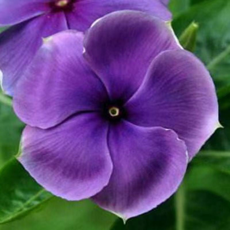 Orchid Vinca Periwinkle Annual Flower Seeds