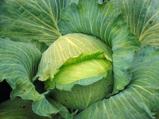Late Flat Dutch – Garden Vegetable Seeds