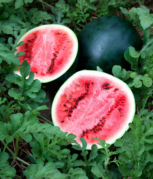Sugar Baby Watermelon Seeds – Heirloom, Non-GMO, Compact Early Variety