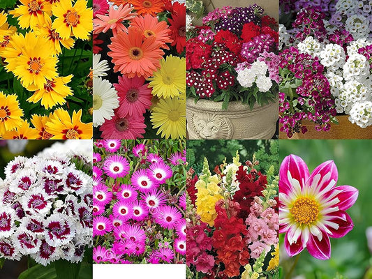 Mixed Flower Seed Pack – Variety Garden Flower Seeds