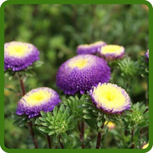 Aster Pompon Blue Moon Callistephus Chinensis – Dwarf Pompon Garden Flower Seeds