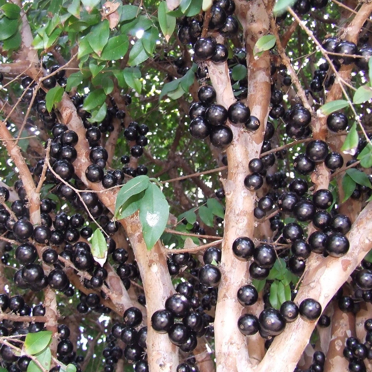 Jaboticaba Tree (Plinia cauliflora) Seeds for Planting – Heirloom, Non-GMO, Tropical Variety, Easy to Grow, Suitable for Containers