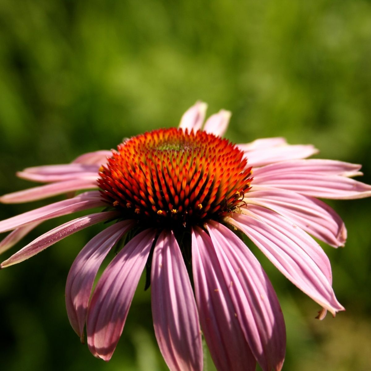 Narrow Leaf Purple Coneflower – Hardy Wildflower Garden Seeds