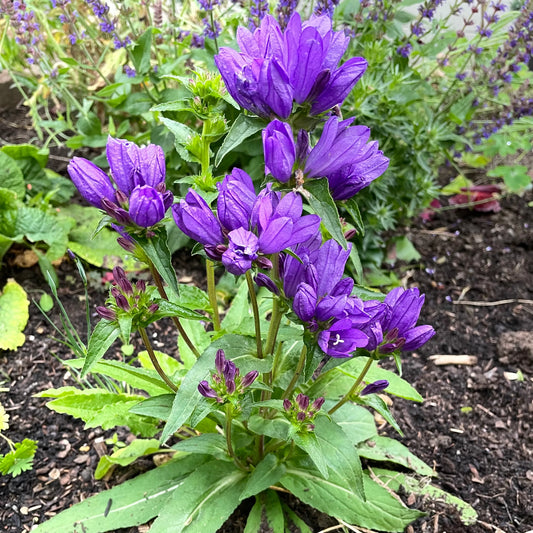 Bellflower Clustered Campanula Glomerata Acaulis – Hardy Garden Flower Seeds