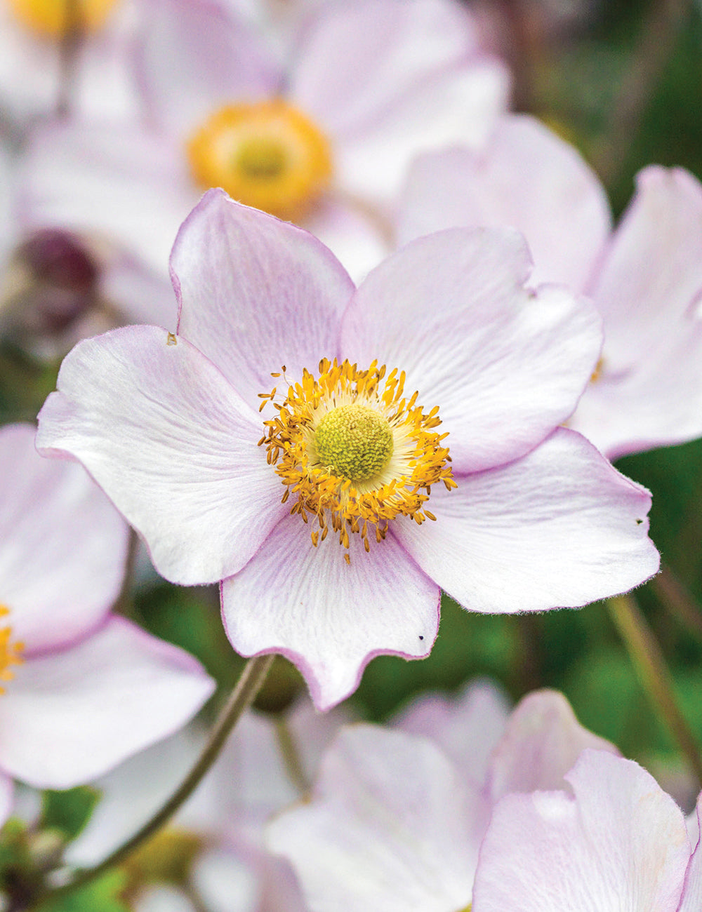 Anemone Anemone Hupehensis – Pink Saucer Flower Seeds