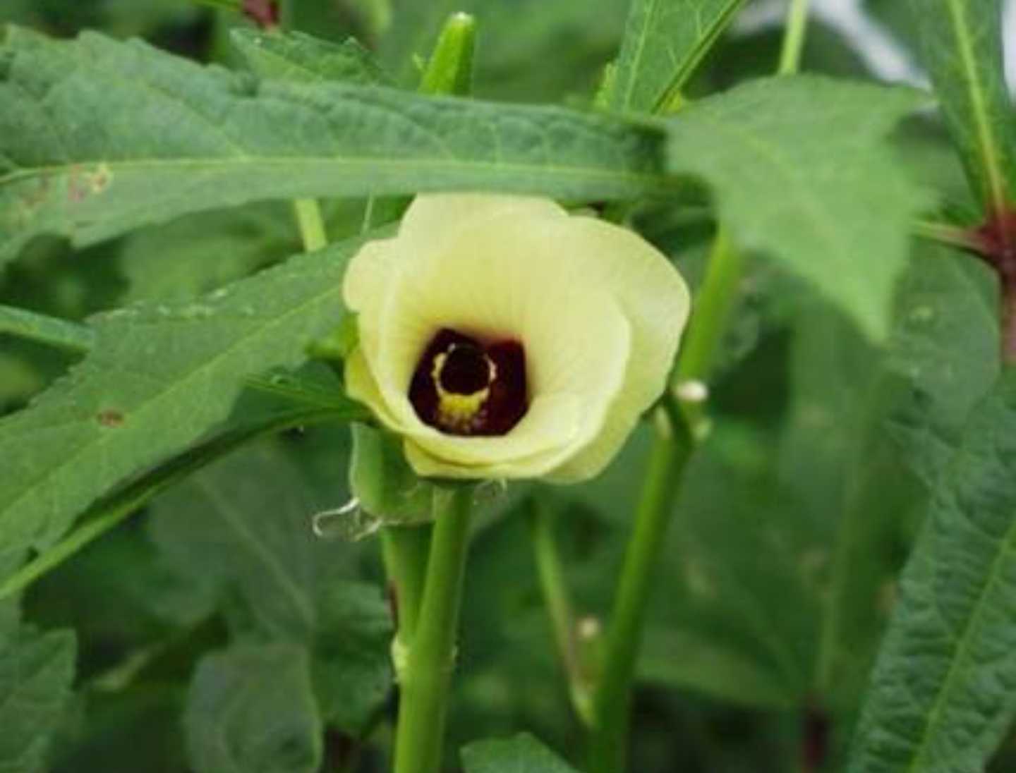 Musk Mallow Abelmoschus Moschatus – Fragrant Hibiscus Vegetable Seeds
