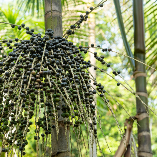 Wild Harvest Acai Seed Selection – Natural Acai Berry Seeds for Planting