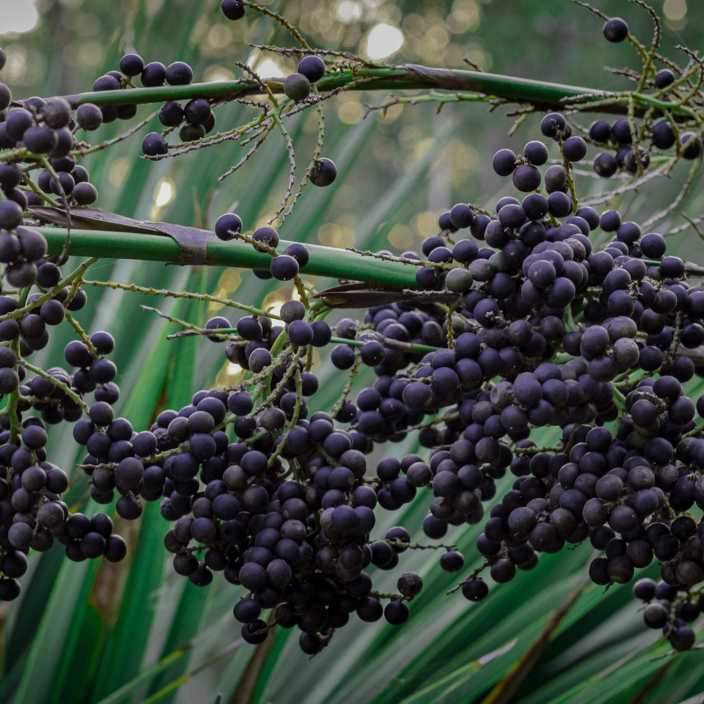 Acai Berry Palm Seeds – Exotic Planting Seeds