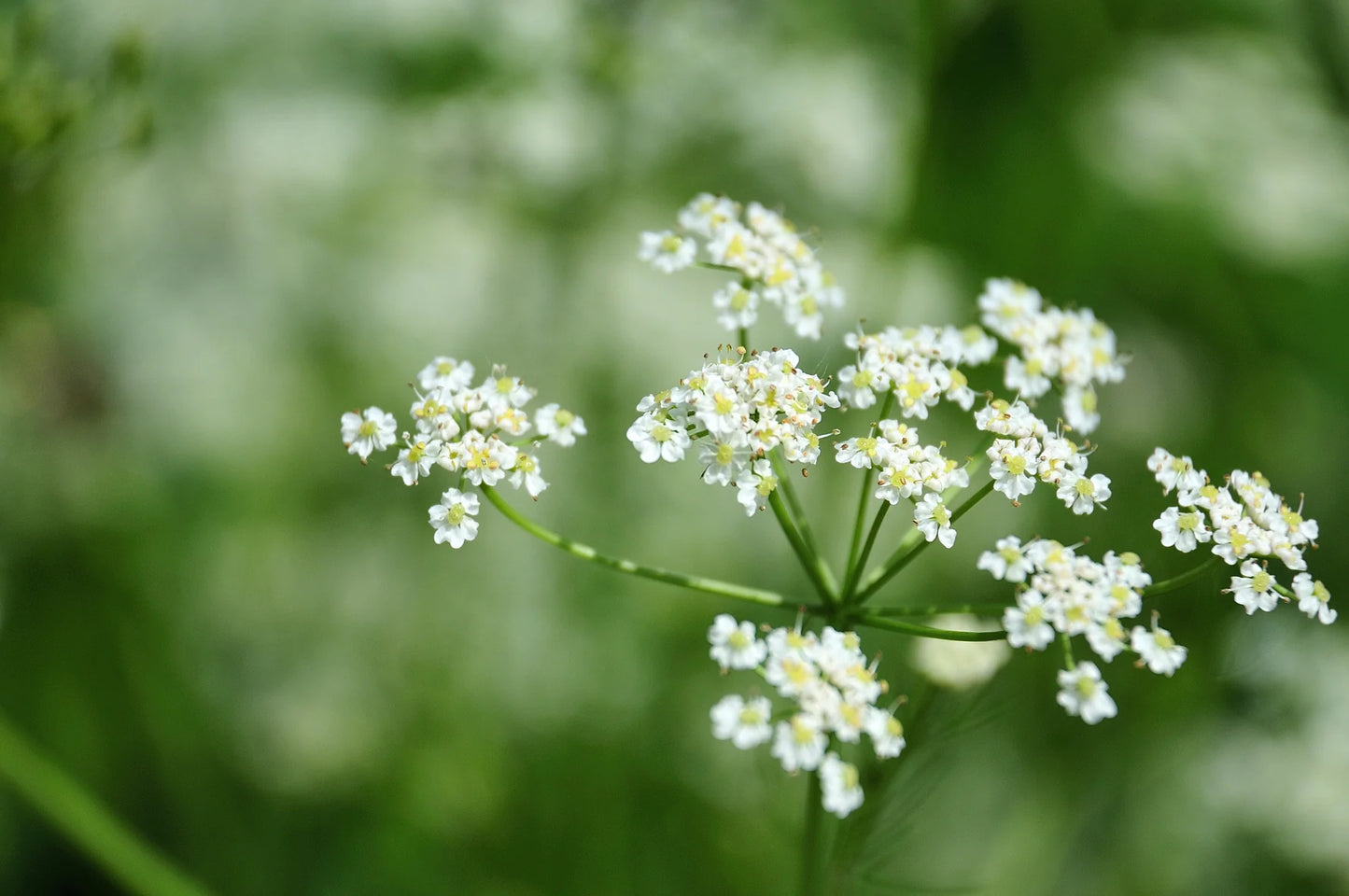 Caraway Herb Heirloom – Garden Herb Seeds