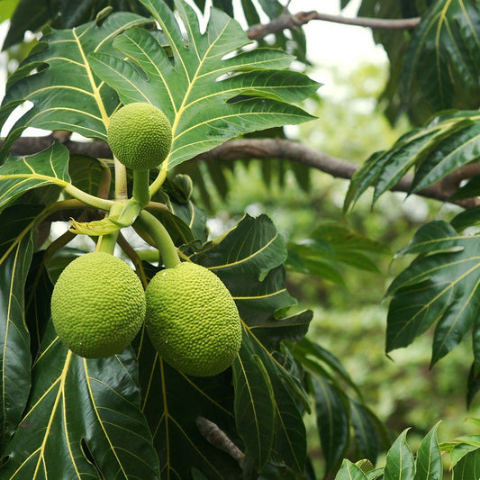 Breadfruit Tree (Artocarpus altilis) Seeds for Planting – Heirloom, Non-GMO, Easy to Grow, Tropical Variety
