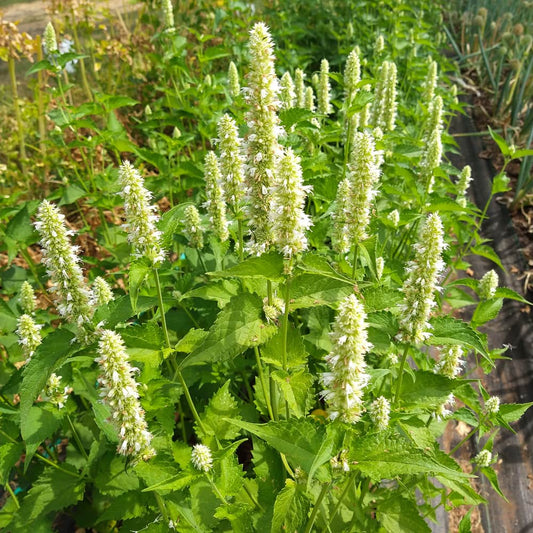 Anise Hyssop Snow White Spike Agastache Foeniculum – Fragrant Herb Garden Seeds