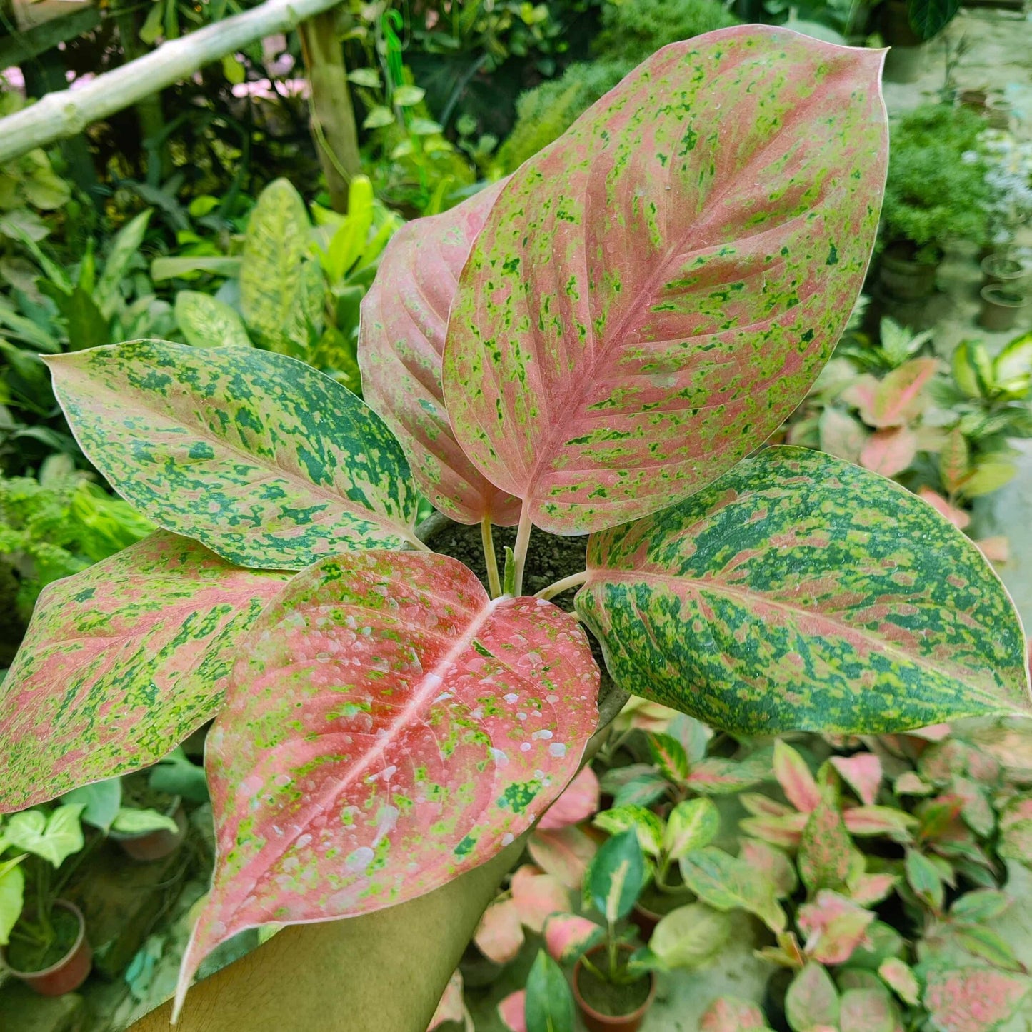 Aglaonema Harlequin Seeds Colorful Indoor Foliage Plant