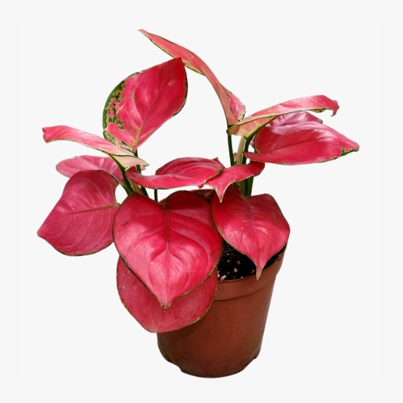 Aglaonema Anjamani Red Seeds Vibrant Indoor Plant Low-Light Air-Purifying