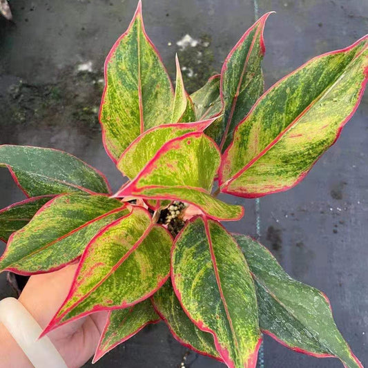 Aglaonema Red Gold Seeds Colorful Indoor Air-Purifying Plant