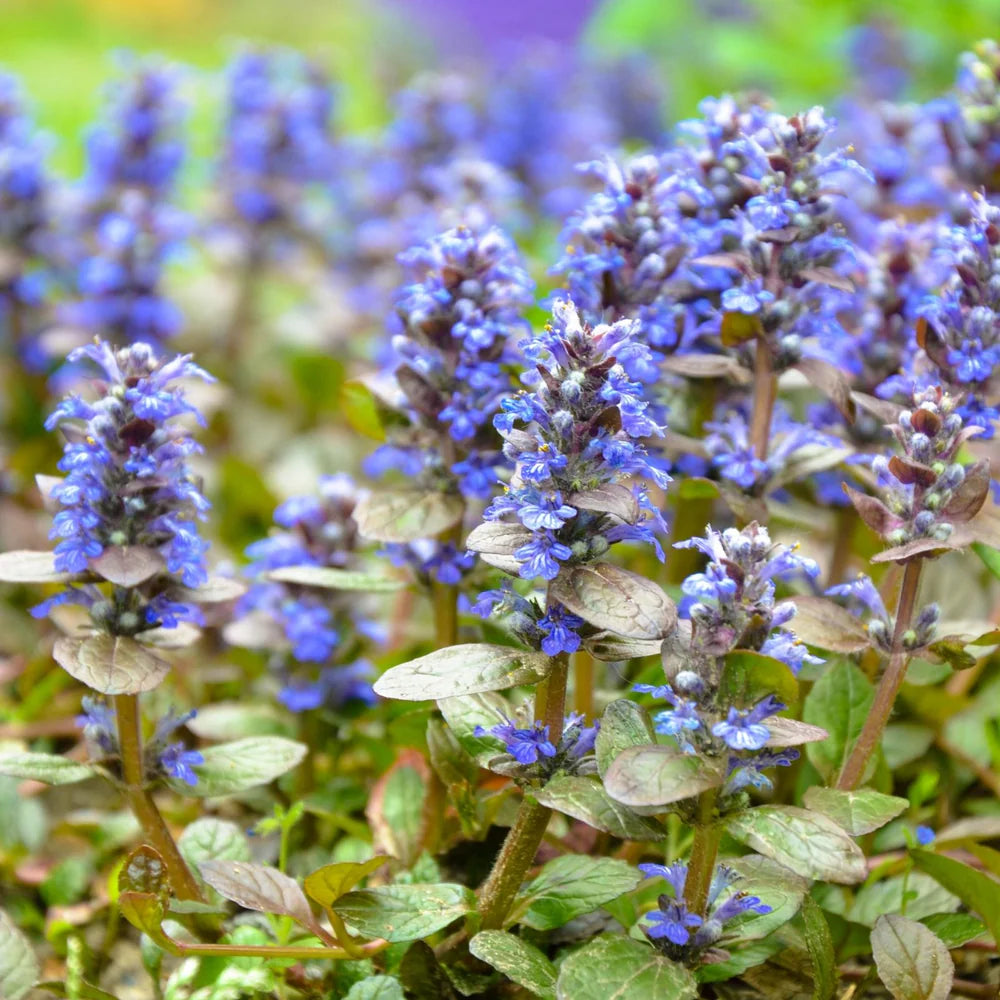 Blue Bugleweed (Ajuga reptans) Seeds for Planting – Heirloom, Non-GMO, Easy to Grow, Perennial, Shade-Tolerant