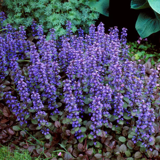 Ajuga Reptans ‘Chocolate Chip’ Ground Cover Seeds for Planting – Heirloom, Non-GMO, Low Maintenance, Perennial, Lawn Alternative