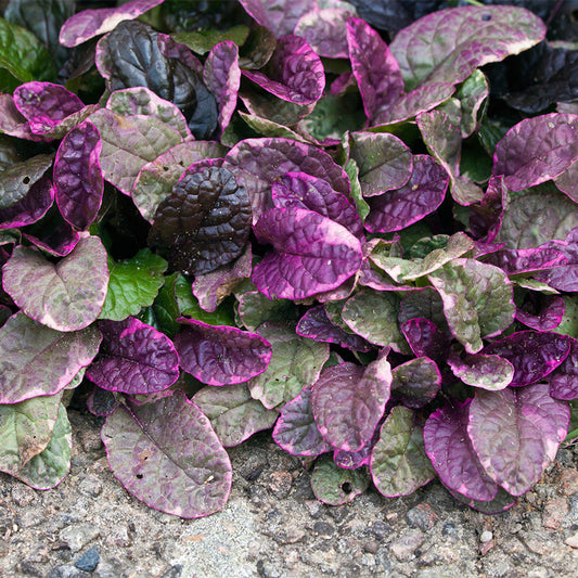 Ajuga Reptans ‘Burgundy Glow’ Ground Cover Seeds for Planting – Heirloom, Non-GMO, Variegated Foliage, Perennial, Easy to Grow