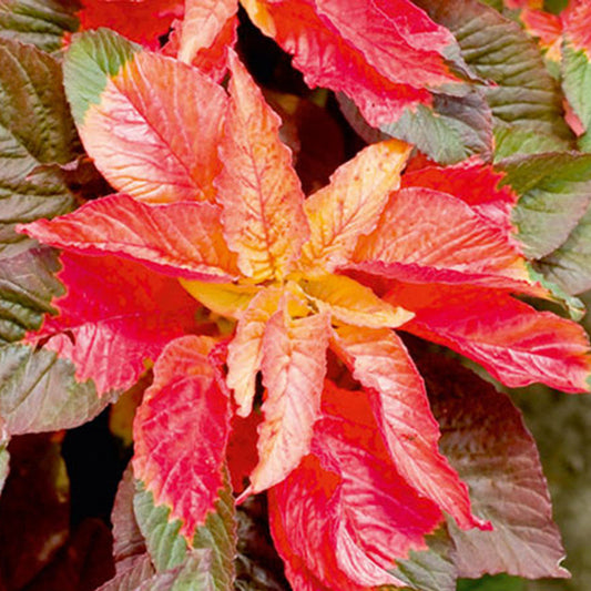 Carnival Amaranthus Flower – Annual Flower Seeds