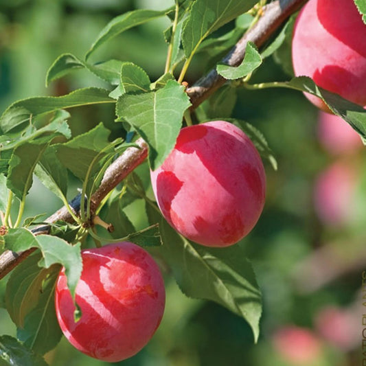 Plum Fruit Tree Seeds For Planting Prunus America Made In Usa Ships From Iowa