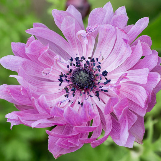 Pink Anemone Flower – Perennial Flower Seeds