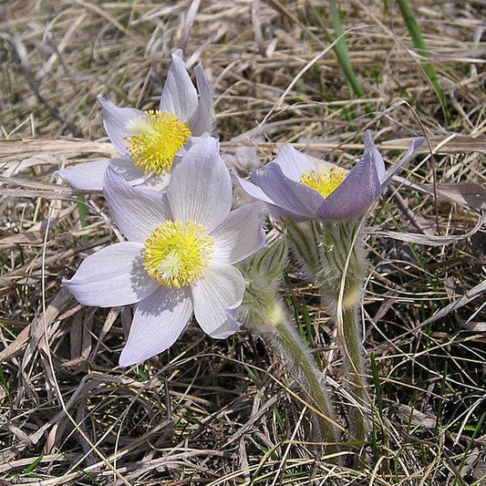 Anemone Wolfgangia Flower – Perennial Flower Seeds