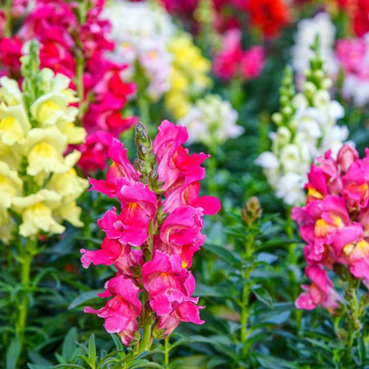 Snapdragon Antirrhinum Dark – Mixed, Annual Flower Seeds
