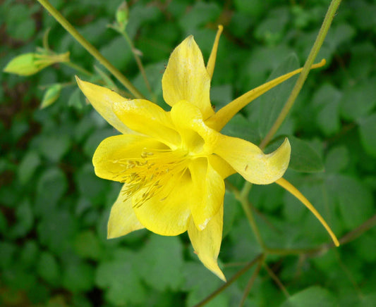 Yellow Aquilegia Flower – Perennial Flower Seeds